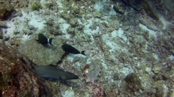 一条灰色的鳗鱼在水下向潜水员摆姿势 — 图库视频影像