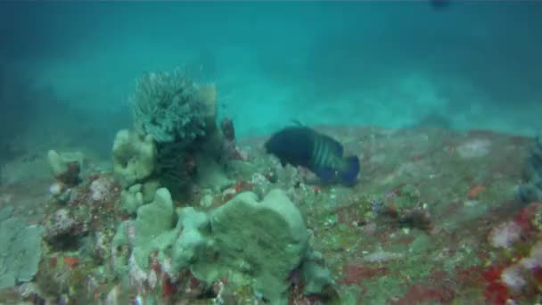 Blue Green Grouper Poluje Rafy — Wideo stockowe