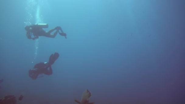 Grön Napoleonfisk Simmar Långsamt Mellan Dykare — Stockvideo