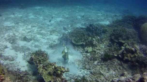 Yellow Reef Fish Nibbles Reefs — Stock Video