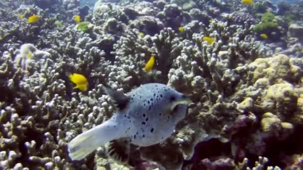 Ένα Μπλε Speckled Ψάρι Σκυλί Κολυμπάει Μεταξύ Των Υφάλων — Αρχείο Βίντεο