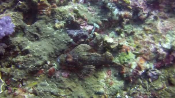 marbré scorpion mascarades sur des pierres sur un récif 