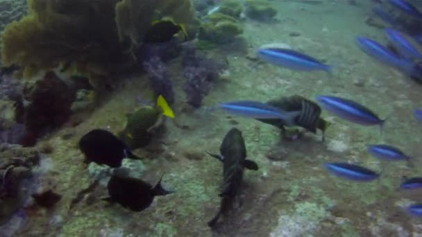 两只石斑鱼玩交配游戏 — 图库视频影像