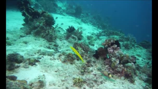 Mercanlar Arasında Yüzen Sarı Balıklar — Stok video