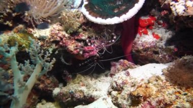 Mercanların içinde vizondan süzülen çizgili karides.