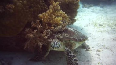 Mercan resifindeki büyük okyanus kaplumbağası.