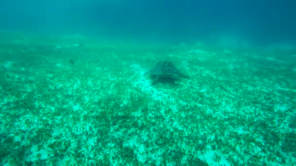 Большая Океанская Черепаха Коралловом Рифе — стоковое видео