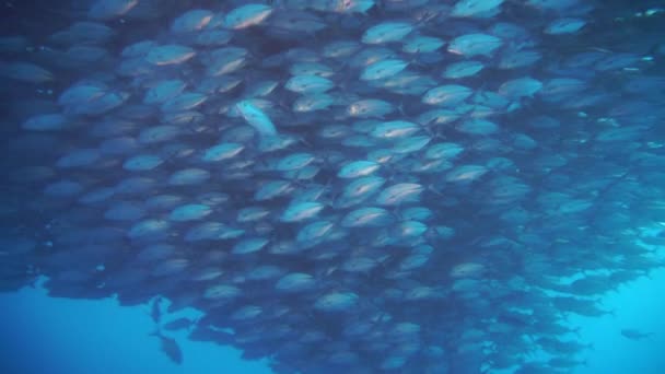 Флокка Крупной Серебряной Рыбы Заплыла Залив — стоковое видео