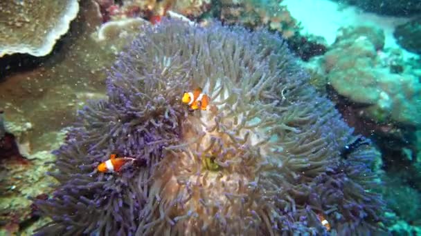 Clown Arancioni Proteggono Anemoni Viola Una Barriera Corallina — Video Stock