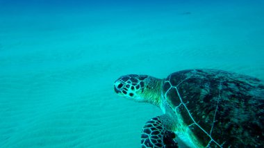 Büyük bir okyanus kaplumbağası deniz şakayığı avına çıktı.