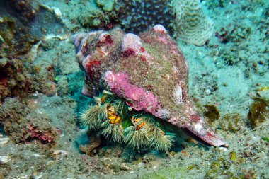 Sarı keşiş yengeci mor bir kabuk içinde dipte hareket eder.