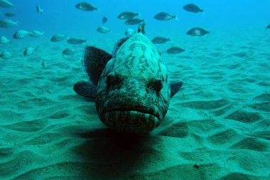 Mercan resiflerinde büyük kaya orfozu.                               