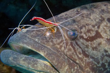 Kırmızı karides ve mercan resiflerinde büyük kaya orfozu.
