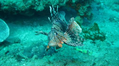 Mercan üzerindeki balıkların inanılmaz çeşitliliği ve renkleri