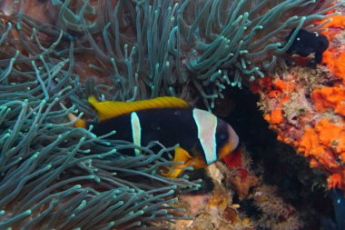 Mercan üzerindeki balıkların inanılmaz çeşitliliği ve renkleri