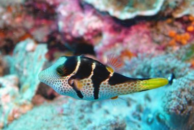 Mercan üzerindeki balıkların inanılmaz çeşitliliği ve renkleri