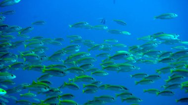 Mercan üzerindeki balıkların inanılmaz çeşitliliği ve renkleri