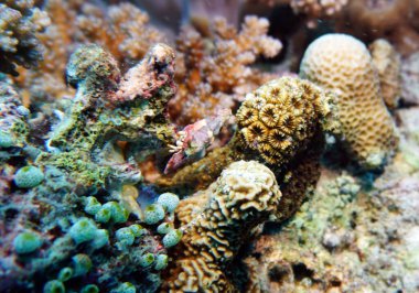 Su altı dünyasının inanılmaz canlı organizmaları ve balıkları.