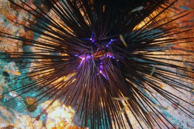 Su altı dünyasının inanılmaz canlı organizmaları ve balıkları.