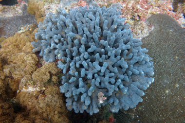 Su altı dünyasının inanılmaz canlı organizmaları ve balıkları.