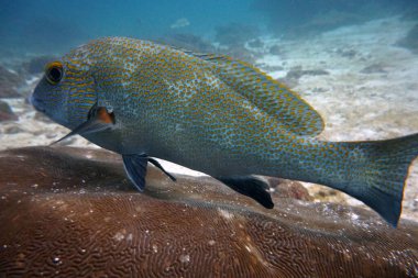 Su altı dünyasının inanılmaz canlı organizmaları ve balıkları.