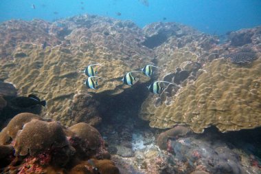 Su altı dünyasının inanılmaz canlı organizmaları ve balıkları.