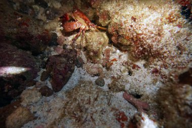 Su altı dünyasının inanılmaz canlı organizmaları ve balıkları.