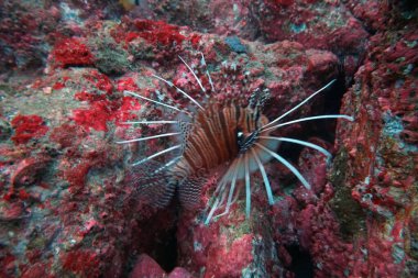 Su altı dünyasının inanılmaz canlı organizmaları ve balıkları.