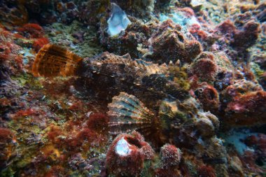 Su altı dünyasının inanılmaz canlı organizmaları ve balıkları.