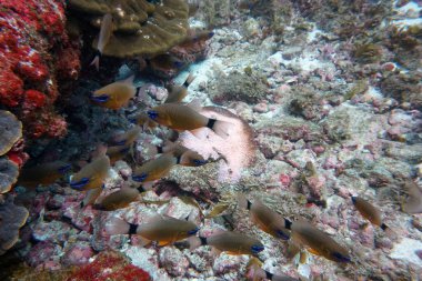 Su altı dünyasının inanılmaz canlı organizmaları ve balıkları.