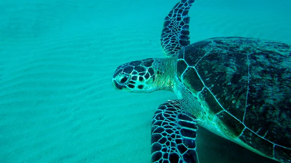 Large Ocean Turtle Went Hunting Anemones — Stock Photo, Image