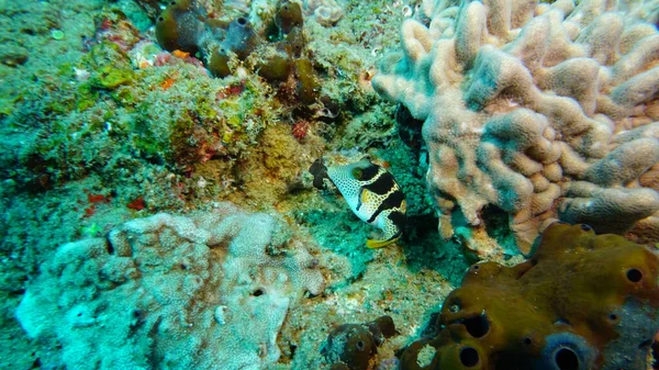 beautiful unusual coloring fish on a coral reef
