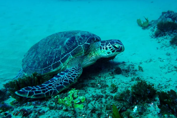 Una Gran Tortuga Marina Fue Cazar Anémonas — Foto de Stock