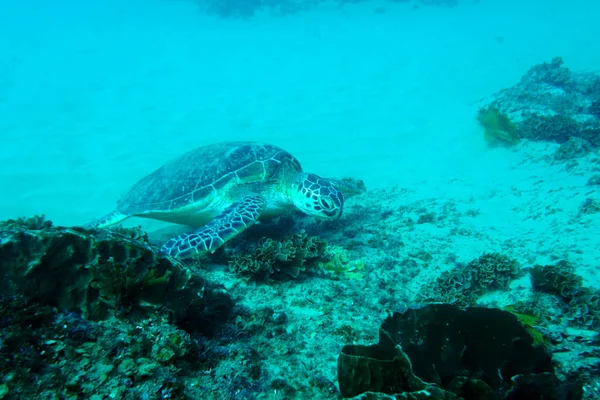 Een Grote Zeeschildpad Ging Jacht Naar Anemonen — Stockfoto