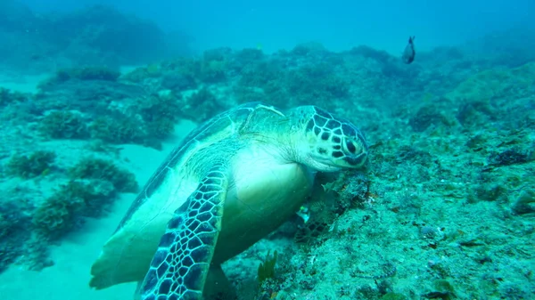 Een Grote Zeeschildpad Ging Jacht Naar Anemonen — Stockfoto