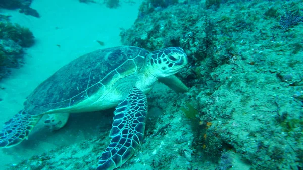 Een Grote Zeeschildpad Ging Jacht Naar Anemonen — Stockfoto