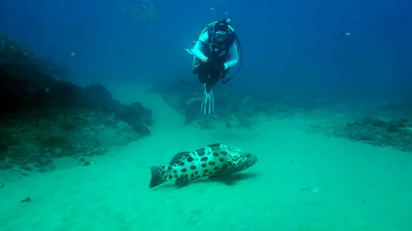 Dykare Och Stor Sten Grouper Korallrev — Stockfoto