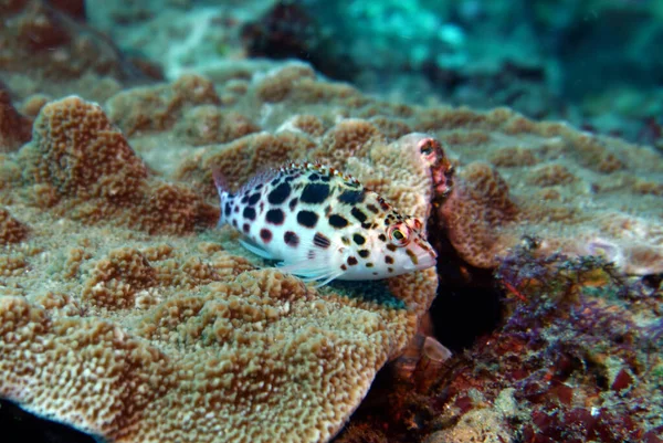 Bella Colorazione Insolita Pesce Una Barriera Corallina — Foto Stock