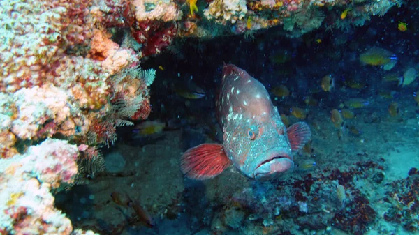 Gran Mero Piedra Los Arrecifes Coral — Foto de Stock