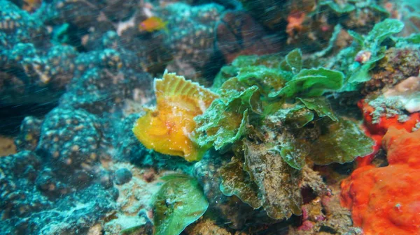 Żółta Żaba Ryba Ukryta Koralowcach — Zdjęcie stockowe