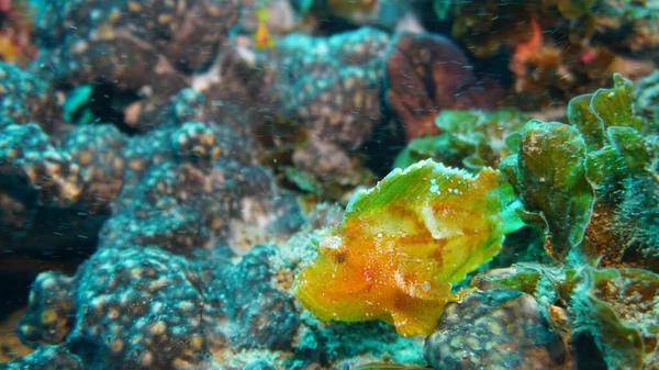 Variété Incroyable Espèces Couleurs Poissons Sur Corail — Photo