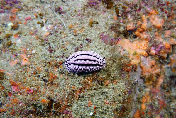 Increíble Variedad Especies Colores Peces Coral — Foto de Stock