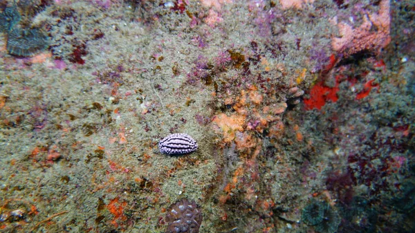 Εκπληκτική Ποικιλία Ειδών Και Χρωμάτων Ψαριών Στα Κοράλλια — Φωτογραφία Αρχείου