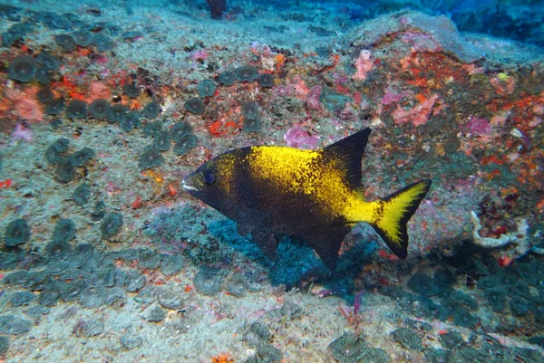 Дивовижне Різноманіття Видів Кольорів Риби Коралі — стокове фото
