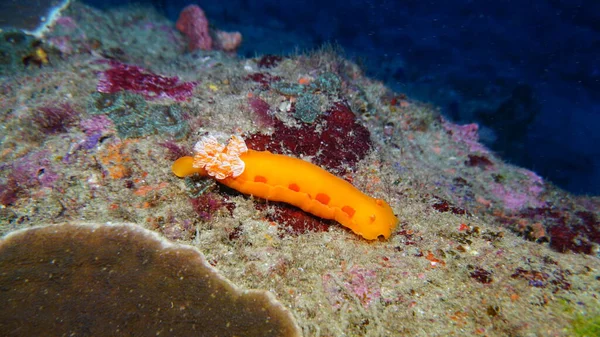 Incrível Variedade Espécies Cores Peixes Coral — Fotografia de Stock