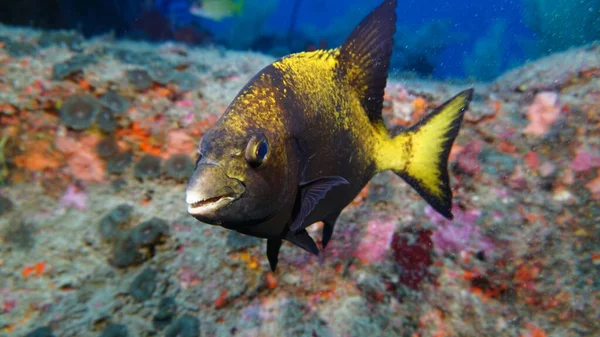 Incredibile Varietà Specie Colori Pesce Sul Corallo — Foto Stock