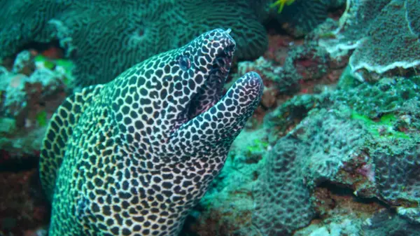 amazing variety of species and colors of fish on coral