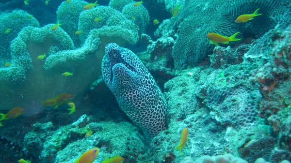 amazing variety of species and colors of fish on coral