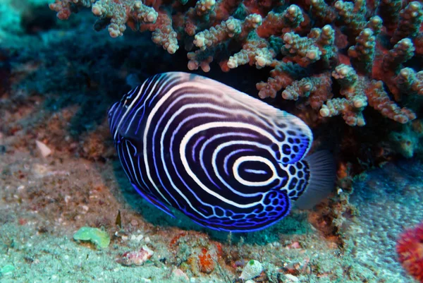 珊瑚上鱼类种类和颜色惊人的多样化 — 图库照片