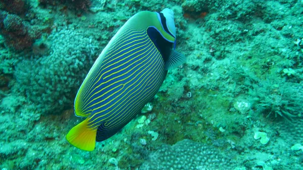 Variété Incroyable Espèces Couleurs Poissons Sur Corail — Photo